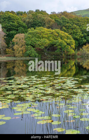 Water Lilies On Llyn Tecwyn Isaf, Snowdonia National Park, North Wales UK Foto Stock