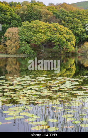 Water Lilies On Llyn Tecwyn Isaf, Snowdonia National Park, North Wales UK Foto Stock