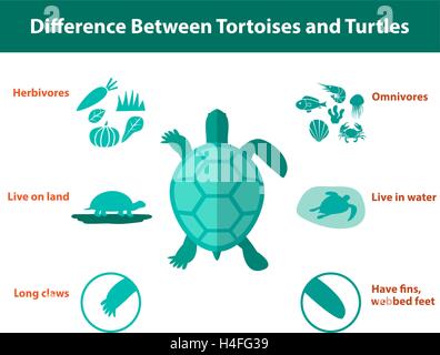 Differenza tra tartarughe e tartarughe, disegno vettoriale Illustrazione Vettoriale