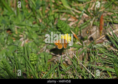 Parete farfalla marrone nome latino lasiommata megera alimentazione su un fiore giallo in Italia da Ruth Swan Foto Stock