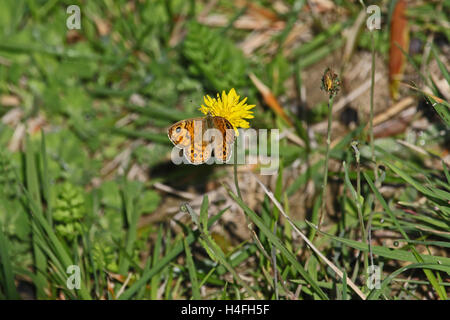 Parete farfalla marrone nome latino lasiommata megera alimentazione su un fiore giallo in Italia da Ruth Swan Foto Stock