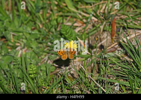 Parete farfalla marrone nome latino lasiommata megera alimentazione su un fiore giallo in Italia da Ruth Swan Foto Stock