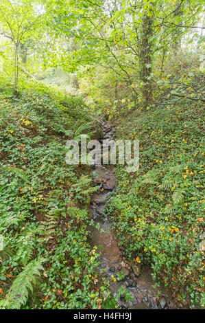 Flusso all'interno di Washington Wetland Centre, Tyne and Wear, England, Regno Unito Foto Stock