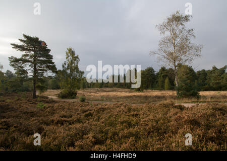 Blackheath comune nel Surrey, Regno Unito Foto Stock