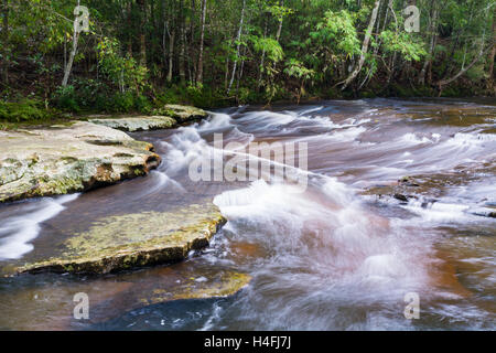 Flusso nella foresta tropicale di Phu Kradueng national park, Loei Thailandia. Foto Stock