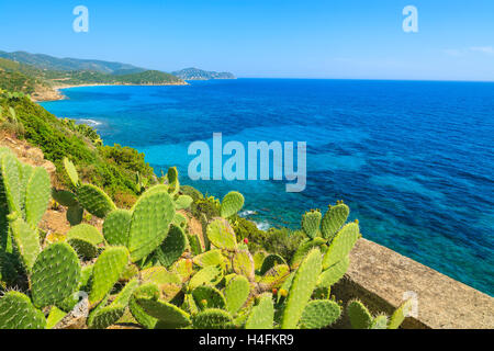 I cactus sulla costa di Capo Boi e il bellissimo mare azzurro acqua, l'isola di Sardegna, Italia Foto Stock