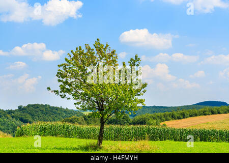 Verde albero solitario sul campo di coltivazione in estate nei pressi di Cracovia in Polonia Foto Stock