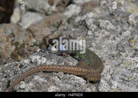 Tenerife o Ovest canarini Lizard Foto Stock