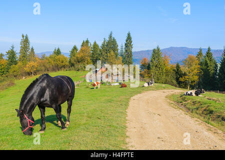 Cavallo nero di pascolare su campo verde lungo una strada rurale in Pieniny Mountains, Polonia Foto Stock