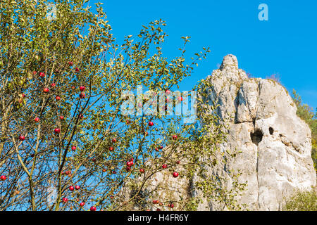 Mele rosse su un albero in Kobylanska Valley vicino a Cracovia contro una pietra di Lime Rock, Polonia Foto Stock