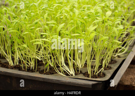 Wispy green baby piante che crescono in un vassoio di suolo pronto per essere trapiantati, agriturismo ispirato Foto Stock