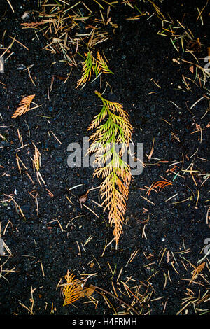 Foglie cambiando colore dal verde all'arancione, i colori dell'autunno, l'isola di Vancouver, ispirazione per esterni Foto Stock