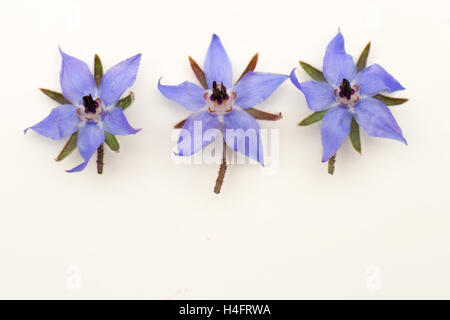 Commestibile fiori di borragine che sono sagomate come le stelle, agriturismo ispirato Foto Stock