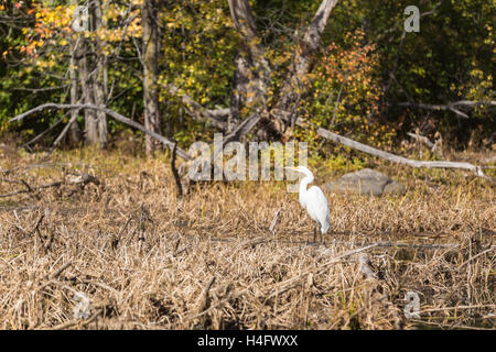 Un Airone solitario in un stagno in una giornata di sole nel mese di ottobre Foto Stock