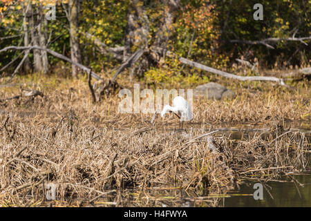 Un Airone solitario in un stagno in una giornata di sole nel mese di ottobre Foto Stock