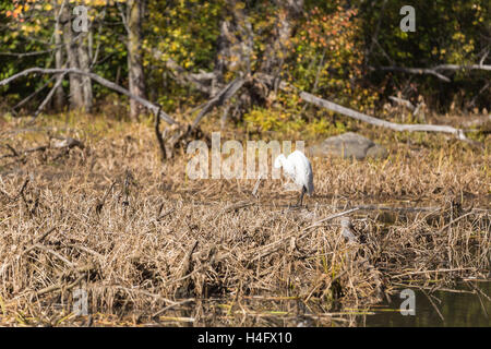 Un Airone solitario in un stagno in una giornata di sole nel mese di ottobre Foto Stock