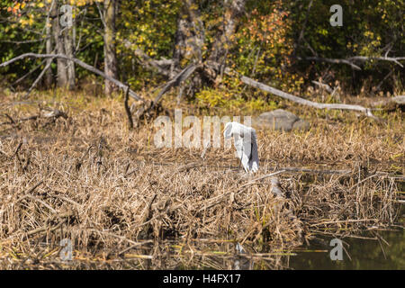 Un Airone solitario in un stagno in una giornata di sole nel mese di ottobre Foto Stock