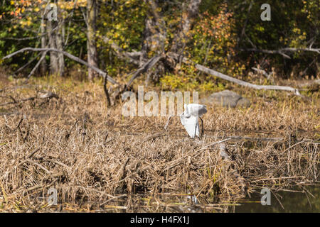 Un Airone solitario in un stagno in una giornata di sole nel mese di ottobre Foto Stock