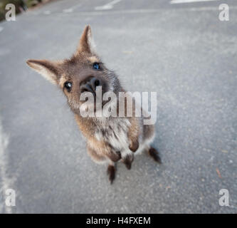 Red un wallaby dal collo in piedi in un divertente pongono guardando nella telecamera. La Tasmania, Australia Foto Stock