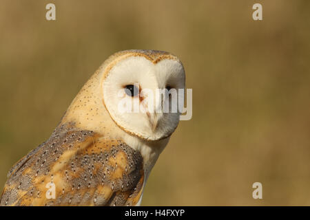 Colpo alla testa di un caccia Barbagianni (Tyto alba) poggiante su un post in cerca di prede. Foto Stock