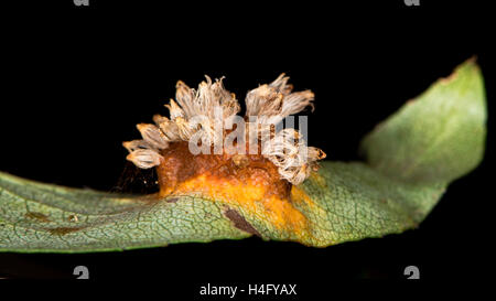 Pera leaf gall causata da Gymnosporangium sabinae. Fungo della ruggine sul lato inferiore della foglia di pera (Pyrus sp.) che mostra un corpo fruttifero Foto Stock