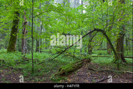 Rotture di tiglio moncone declinato in parte contro il vecchio misti naturale supporto,Foresta di Bialowieza, Polonia, Europa Foto Stock