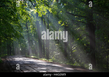 Terra di attraversamento su strada vecchia bosco di latifoglie con fasci di luce in entrata, foresta di Bialowieza, Polonia, Europa Foto Stock