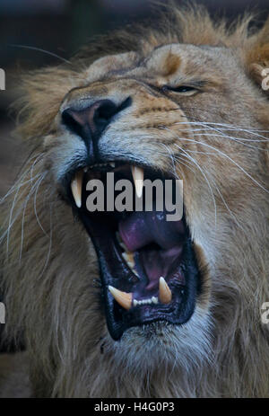 Leone asiatico maschio (panthera leo persica) sbadigli Foto Stock