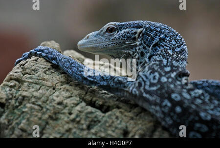 Struttura Blue-Spotted Monitor Lizard (varanus macraei) Foto Stock