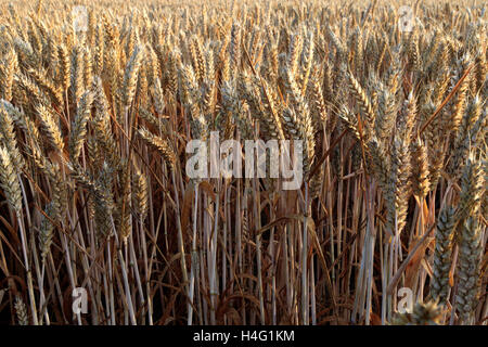 Maturazione estate campi di grano, contea di Norfolk, Inghilterra; Gran Bretagna; Regno Unito Foto Stock