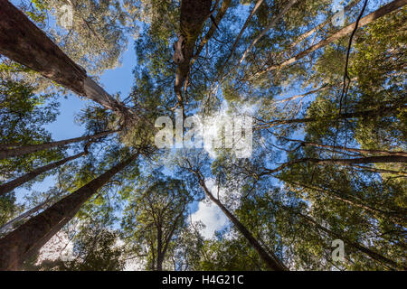 Guardando in alto in corrispondenza di eucalyptus tree tops in Mt. Campo Parco Nazionale, Tasmania, Australia. Foto Stock