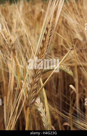 Maturazione estate campi di grano, contea di Norfolk, Inghilterra; Gran Bretagna; Regno Unito Foto Stock