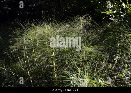 Molto diversi felci verde nella parte inferiore di un legno. Foto Stock