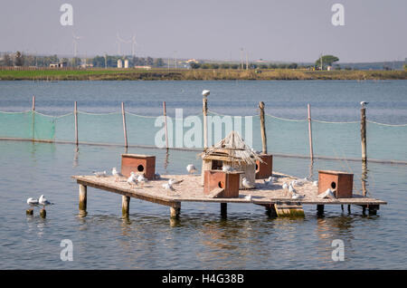 Case per gli uccelli in un lago (Lesina Puglia Foto Stock