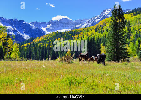 Cavallo al pascolo nel paesaggio alpino durante la stagione del fogliame vicino a County road 7 Foto Stock