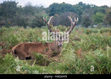 Londra, UK, 15 ottobre 2016. Cervi selvatici a Bushy Park durante la stagione di accoppiamento. Ci sono attualmente 320 cervi e il loro pascolo è essenziale per mantenere alto il valore della fauna selvatica del Parco nazionale di praterie. Credito: Alberto Pezzali/Alamy Live news Foto Stock