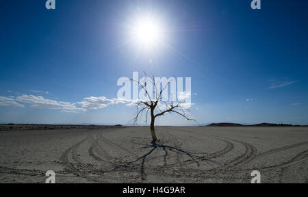 Pechino, USA. 29 apr, 2016. Un albero si è visto all'essiccato lakebed vicino la riva sud del Salton Sea, un lago salino nella California del Sud, gli Stati Uniti, il 29 aprile 2016. Salton Sea è il lago più grande della California, usato per essere un affollato resort disegno 1.5 milioni di visitatori ogni anno al suo picco. Tuttavia, il lago è ora in una crisi ecologica a causa di mandated trasferimenti d'acqua, della siccità e dell'inquinamento. © Yang Lei/Xinhua/Alamy Live News Foto Stock