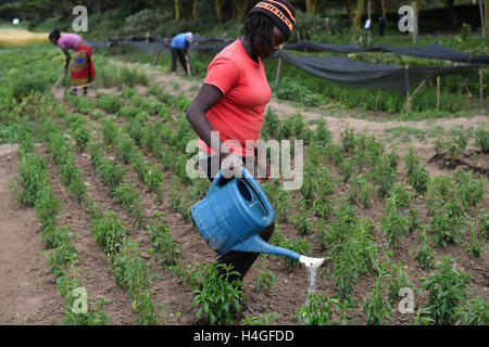 (161016) -- NAKURU, Ottobre 16, 2016(Xinhua) -- i lavoratori locali lavorare alla sperimentazione sul campo di stevia che è introdotto da esperto cinese Liu Gaoqiong in Kenya presso l università di Egerton in Nakuru, Kenya, 13 ottobre, 2016. Come le relazioni cino-africano sono sempre più forte negli ultimi anni, più e più persone cinesi e le aziende investono in paesi africani con il loro fondo, le conoscenze e le competenze necessarie per aiutare l Africa a lottare contro la povertà. (Xinhua/Sun Ruibo) Foto Stock