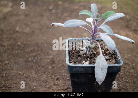 Purple Sage crescendo in una pentola, food ispirato Foto Stock