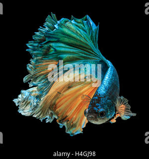 Betta pesce, siamese fighting fish 'Half moon" isolato su sfondo nero Foto Stock
