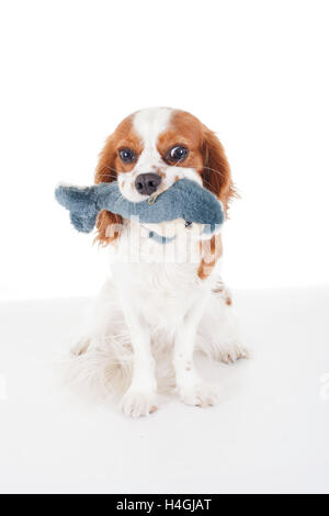 Addestrato Cavalier King Charles Spaniel studio sfondo bianco fotografia. Cane di peluche morbido dolphin toy tempo di giocare Foto Stock