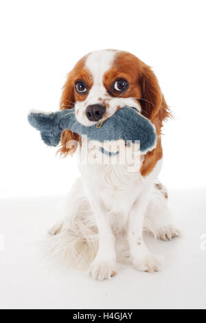 Addestrato Cavalier King Charles Spaniel studio sfondo bianco fotografia. Cane di peluche morbido dolphin toy tempo di giocare Foto Stock