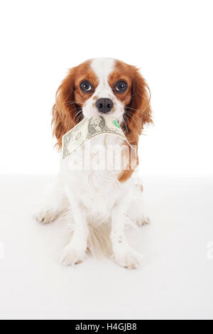 Cani e animali domestici hanno costi finanziari importanti responsabilità se sono diventati malati. Cavalier King Charles tenere i soldi per illustrare. Foto Stock