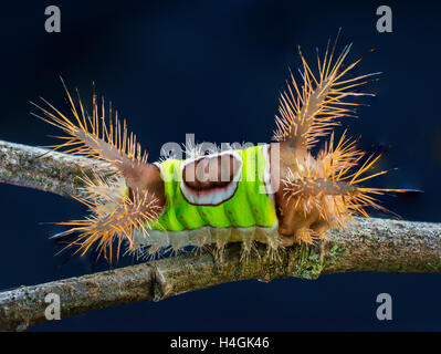 Caterpillar a doppio spiovente Foto Stock