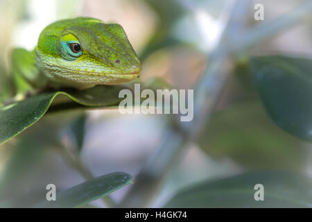 Lizard ambiente di stoccaggio per i prodotti alimentari Foto Stock