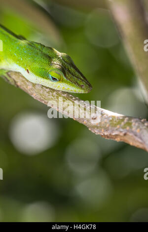 Lizard ambiente di stoccaggio per i prodotti alimentari Foto Stock