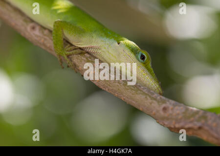Lizard ambiente di stoccaggio per i prodotti alimentari Foto Stock