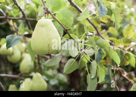 Primo piano della pera matura appeso a un albero Foto Stock