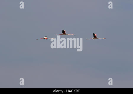 Tre fenicotteri in volo nome latino fenicottero Phoenicopterus ruber a Comacchio Delta del Po in Italia da Ruth Swan Foto Stock