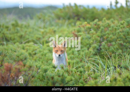 Volpe curiosa nelle boccole, isola di Sakhalin, Russia. Foto Stock